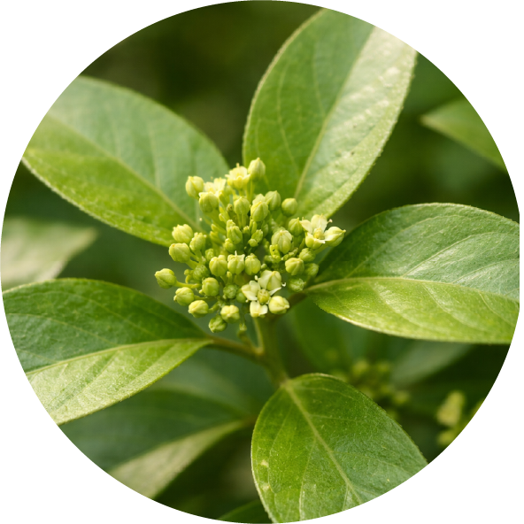 Ingredience__Gymnéma lesní